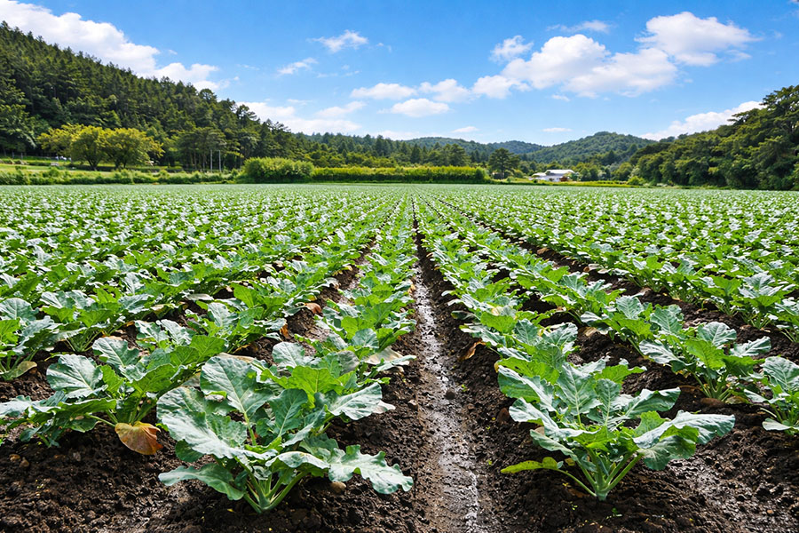 高知の畑が広がる風景と、青空の下で育つ野菜のイメージ