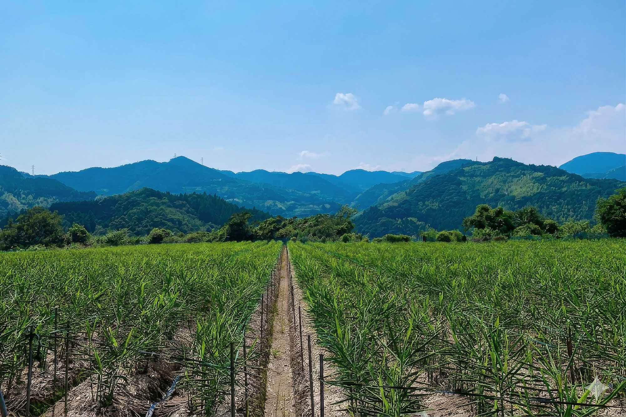 高知の農業と包装と物流のイメージ